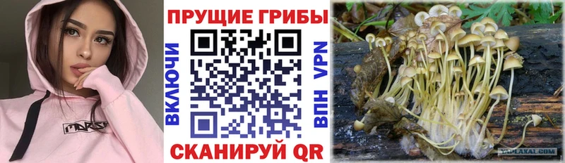 Псилоцибиновые грибы Magic Shrooms  цена   Данилов 